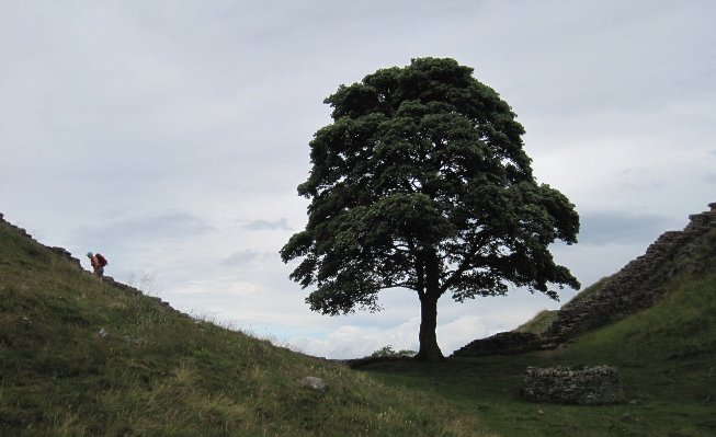 Sycamore Gap